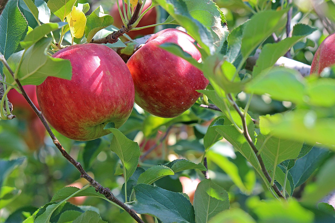 How to Make a Classic Homemade Apple Pie